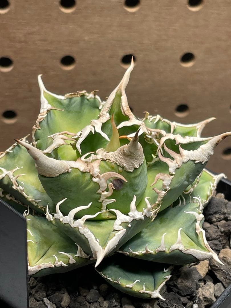 J*I様 アガベ　チタノタ　白豪棘　子株付　鉢のままメルカリ便