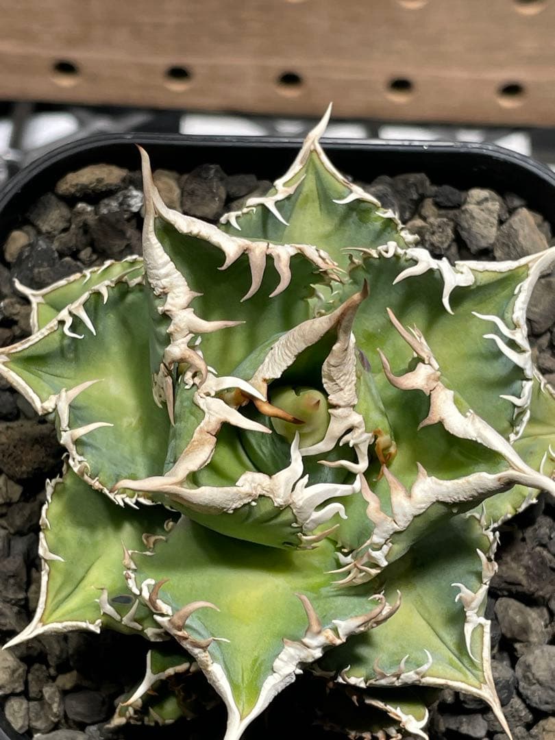 J*I様 アガベ　チタノタ　白豪棘　子株付　鉢のままメルカリ便