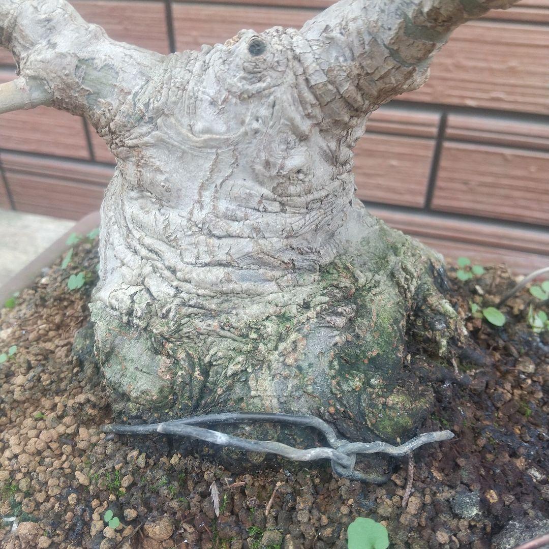 ※盆栽山モミジ/大品盆栽/太くて質感のある極太幹と小葉(落葉しました)