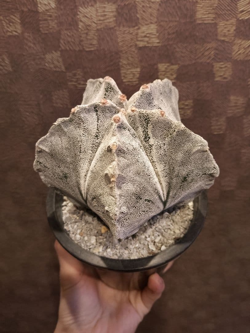 \"特選 特白\" アストロフィツム 山川 ランポー