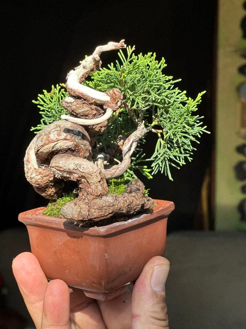 真柏盆栽　樹高12cm