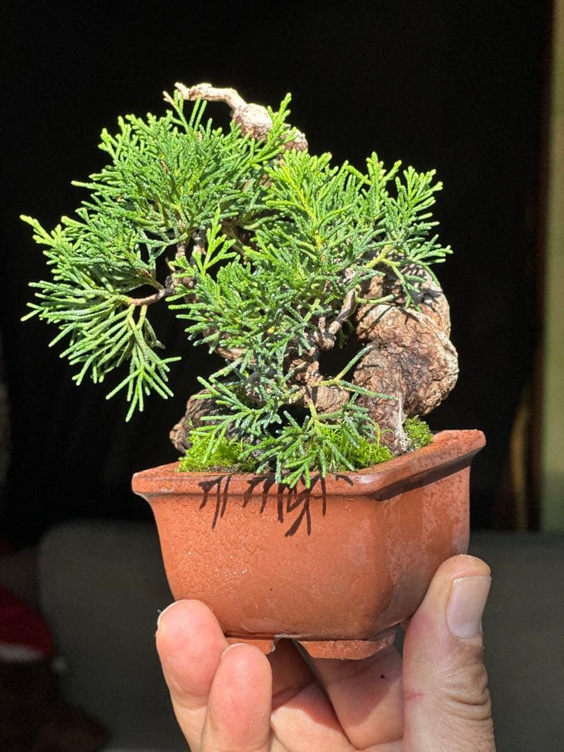 真柏盆栽　樹高12cm