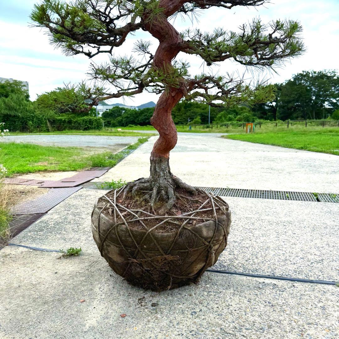 赤松『全長235cm』　引き取り限定。配達も可能。配達の場合、植込み無料