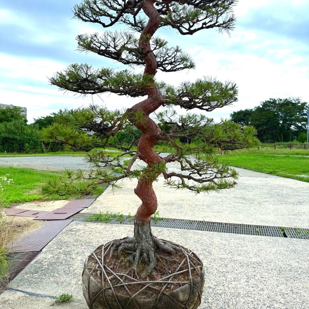 赤松『全長235cm』　引き取り限定。配達も可能。配達の場合、植込み無料