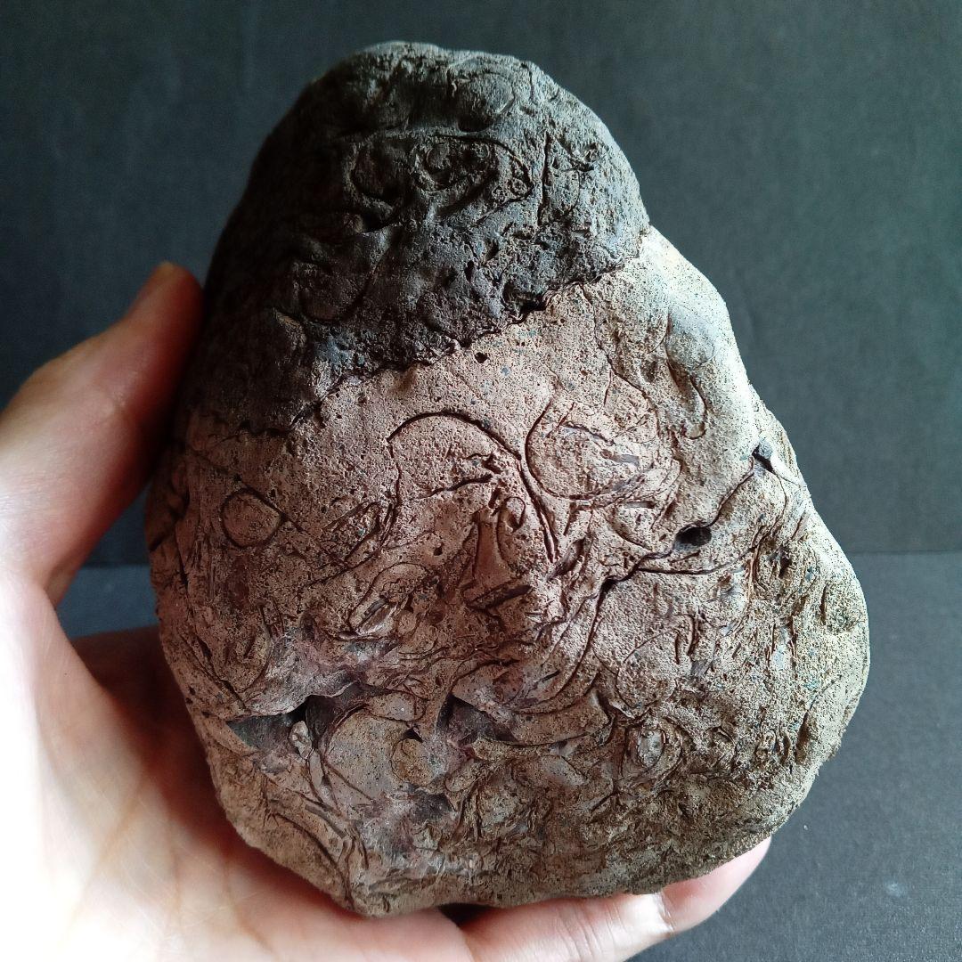 化石　標本　ノジュール原石　アンモナイト　国産　球状コンクリーション