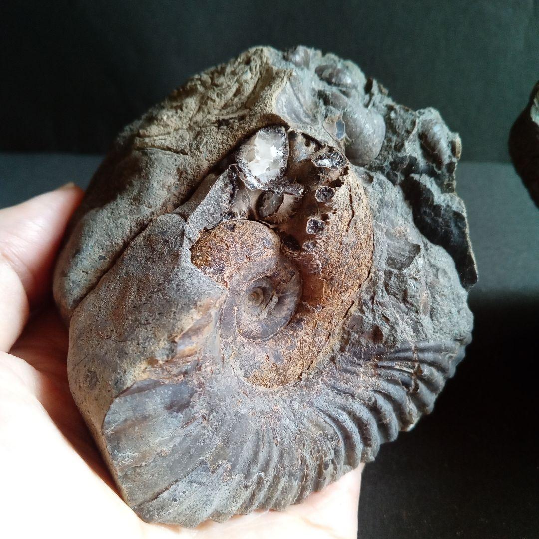 化石　標本　ノジュール原石　アンモナイト　国産　球状コンクリーション