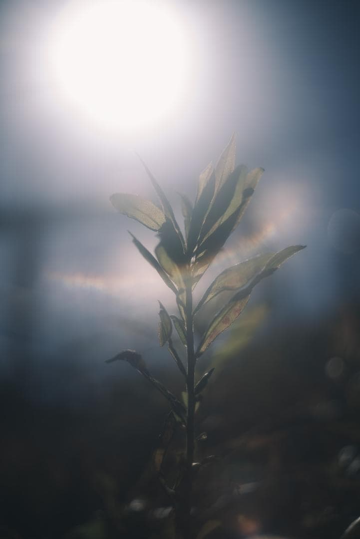 銘玉！Summicron 50mm F2 1st 前期 固定鏡胴 オールドレンズ