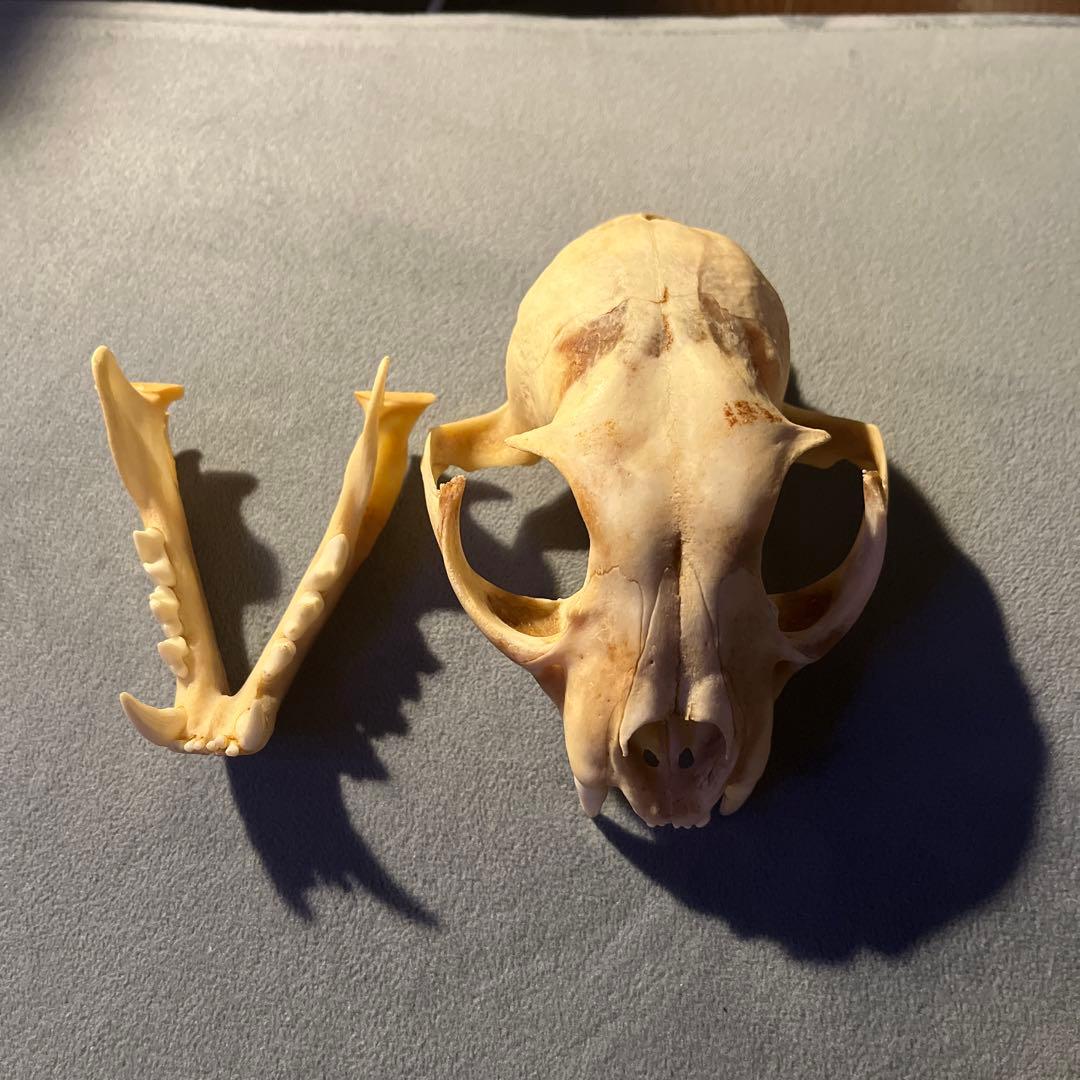 ボブキャット　頭骨　標本　骨格