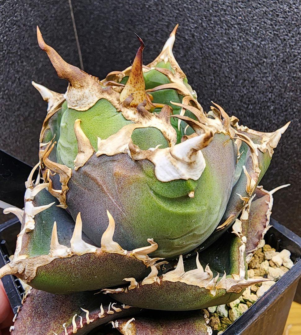 アガベ　金剛　キングコング　低重心　ボール