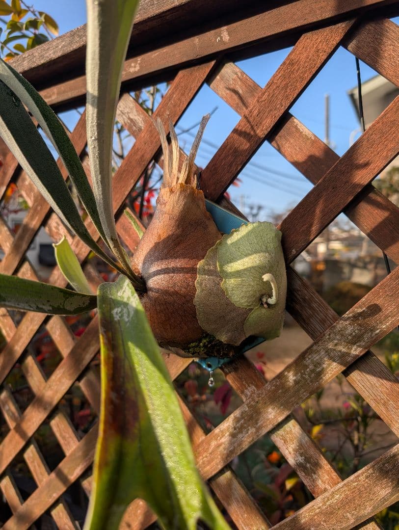 亮二 Platycerium OC 確認用