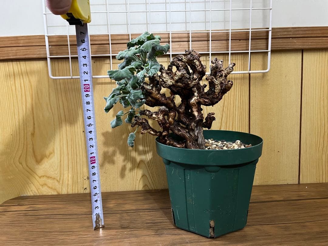 ペラルゴニウム　ミラビレ