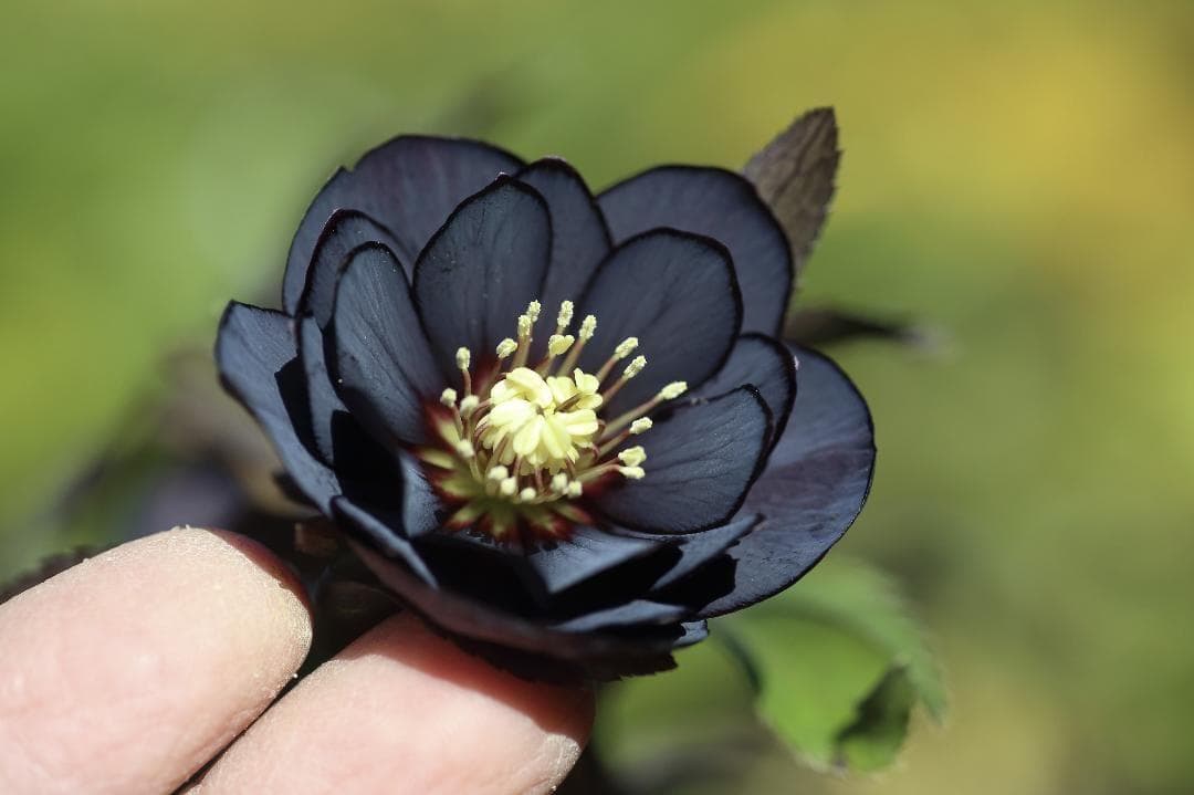 バカ息子と親バカ クリスマスローズ 開花実績株 小苗 セット