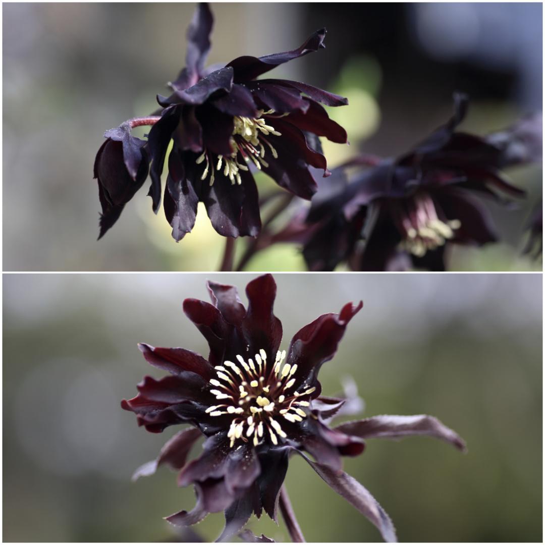 バカ息子と親バカ クリスマスローズ 開花実績株 小苗 セット