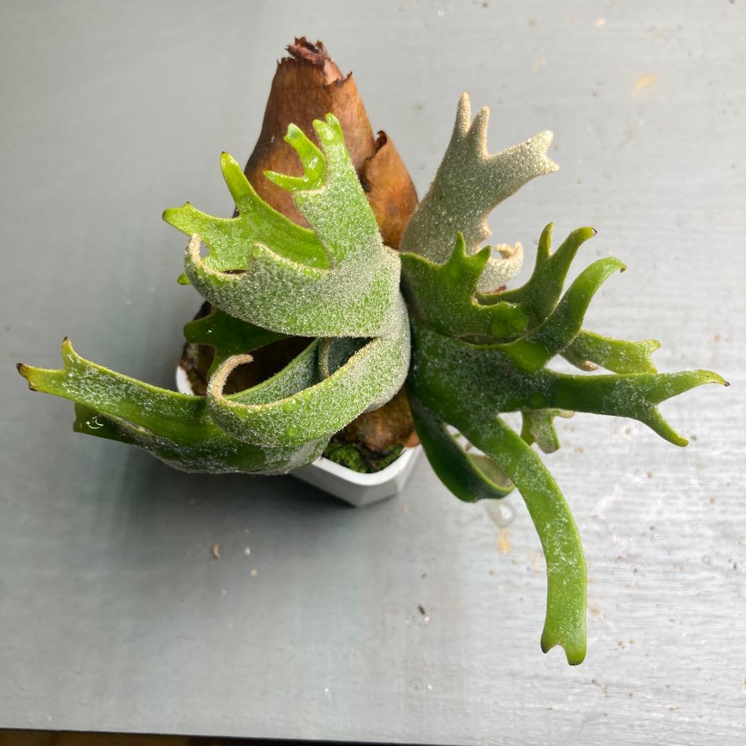 ビカクシダ ジェイドガールスポア　ウィリンキー　jade girl 胞子