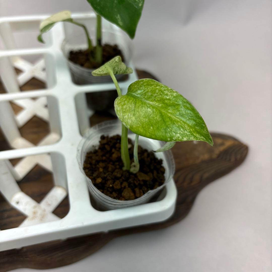 ち*え様 5株セットms54モンステラ バールマルクスフレーム