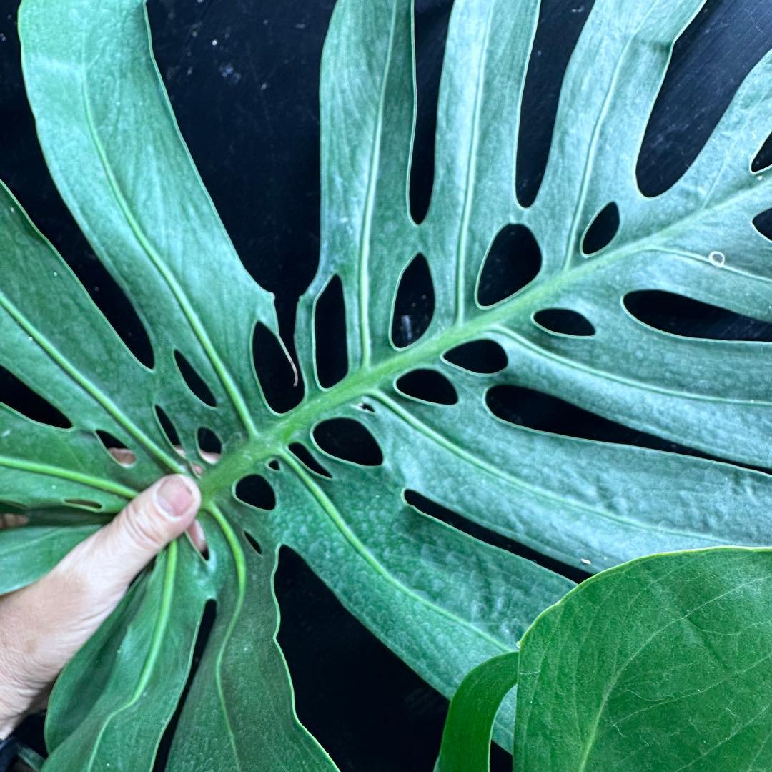 ば*ん様 モンステラデリシオーサマクロコズム超希少系統鉢植え103㎝