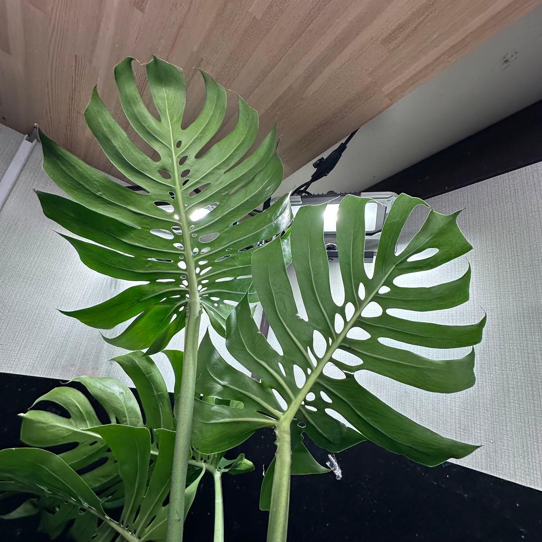 ば*ん様 モンステラデリシオーサマクロコズム超希少系統鉢植え103㎝