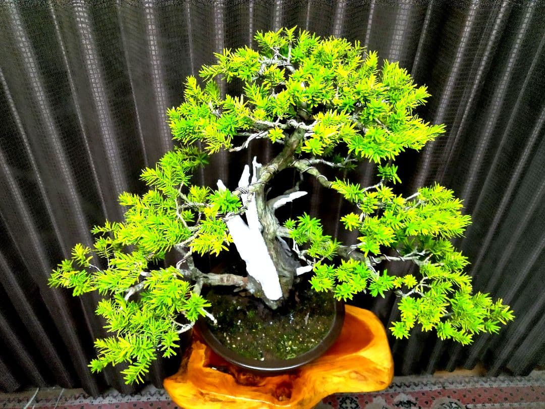 【樹高 53㎝ 一位盆栽】　　　　　⭕ゴエモン様、専用❗