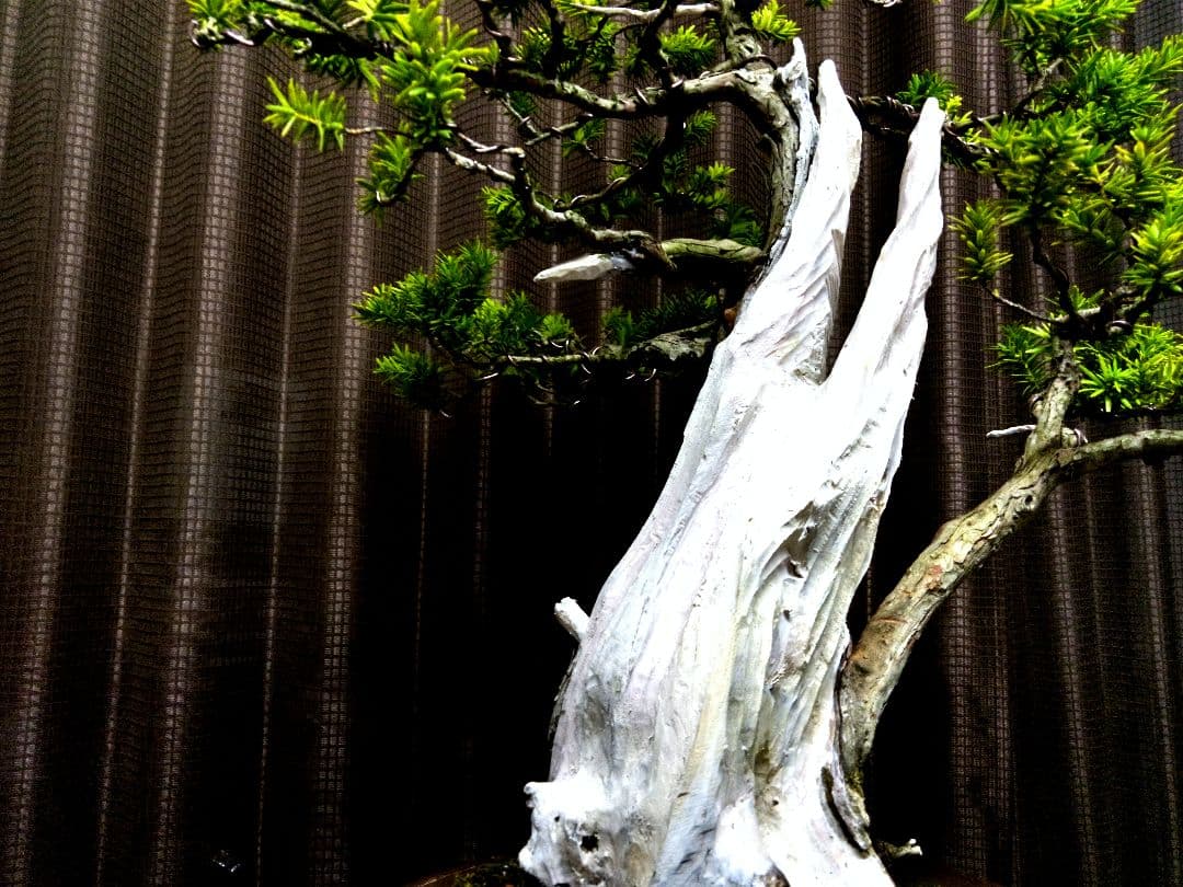 【樹高 53㎝ 一位盆栽】　　　　　⭕ゴエモン様、専用❗