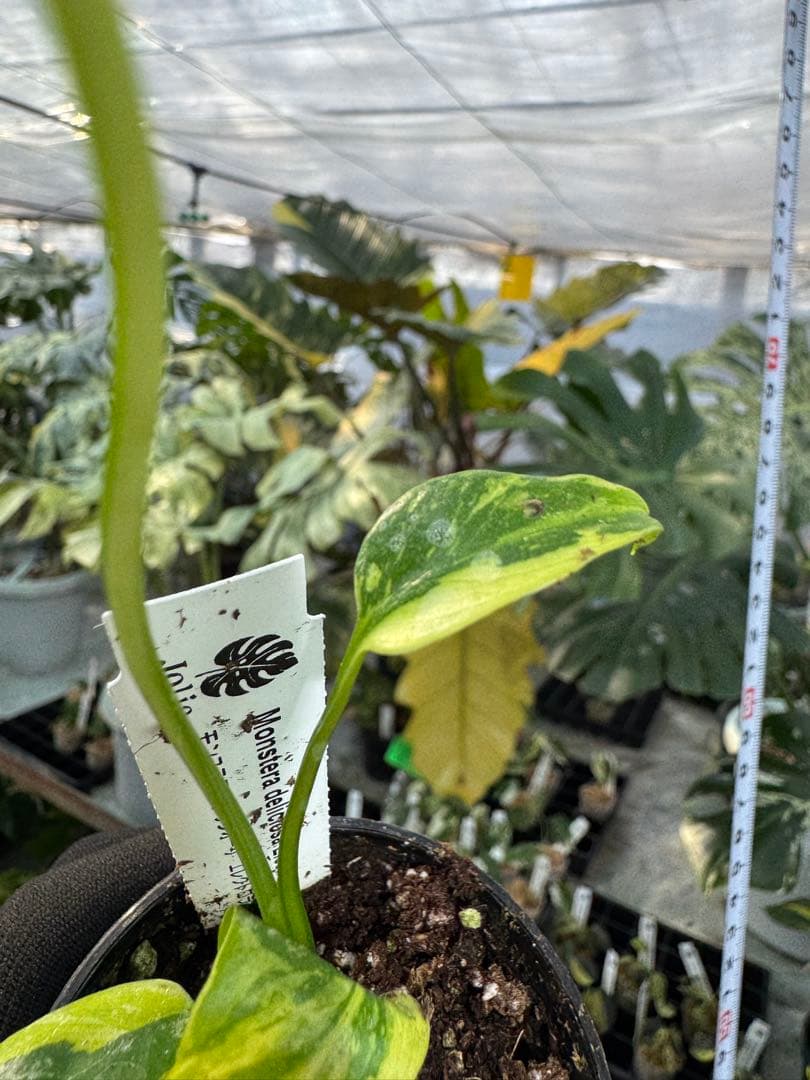 E3モンステラ　デリシオーサ　エレクトロライト　美斑入り株