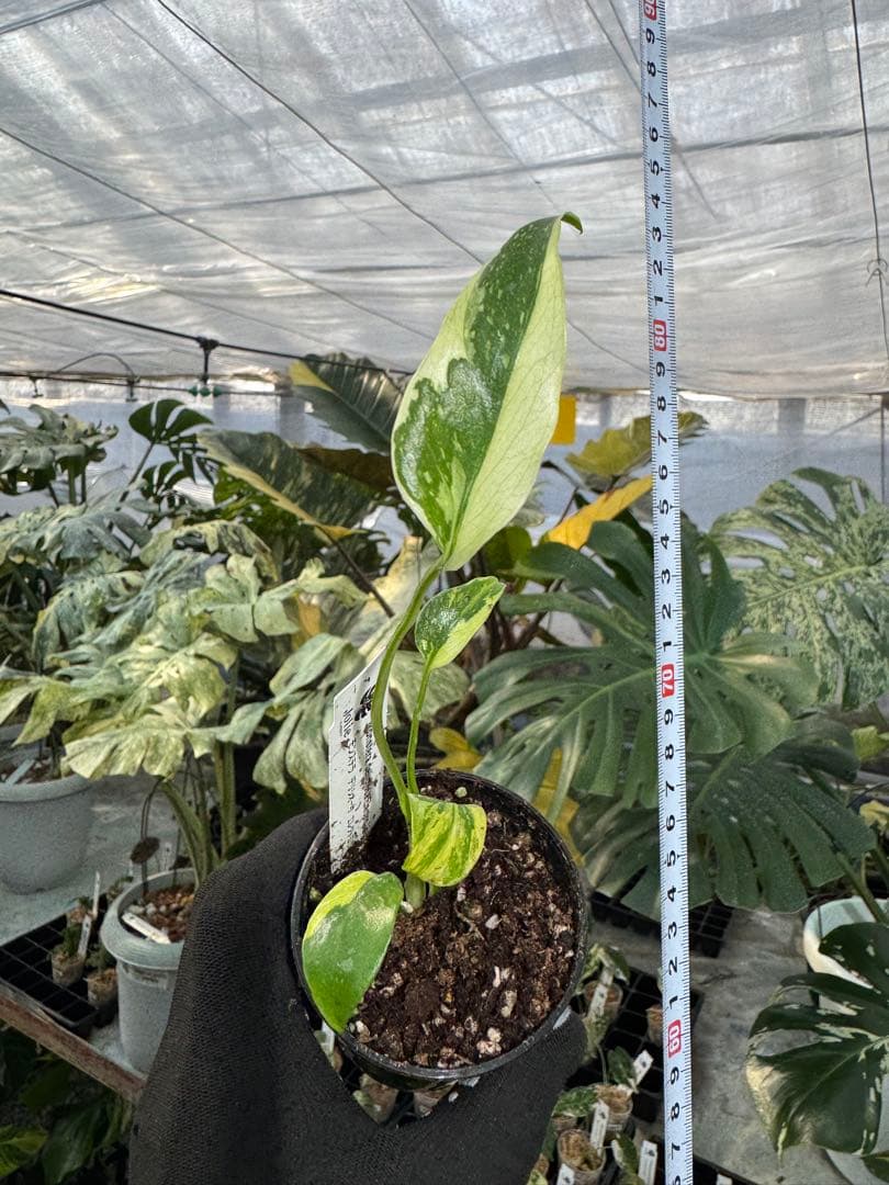 E3モンステラ　デリシオーサ　エレクトロライト　美斑入り株