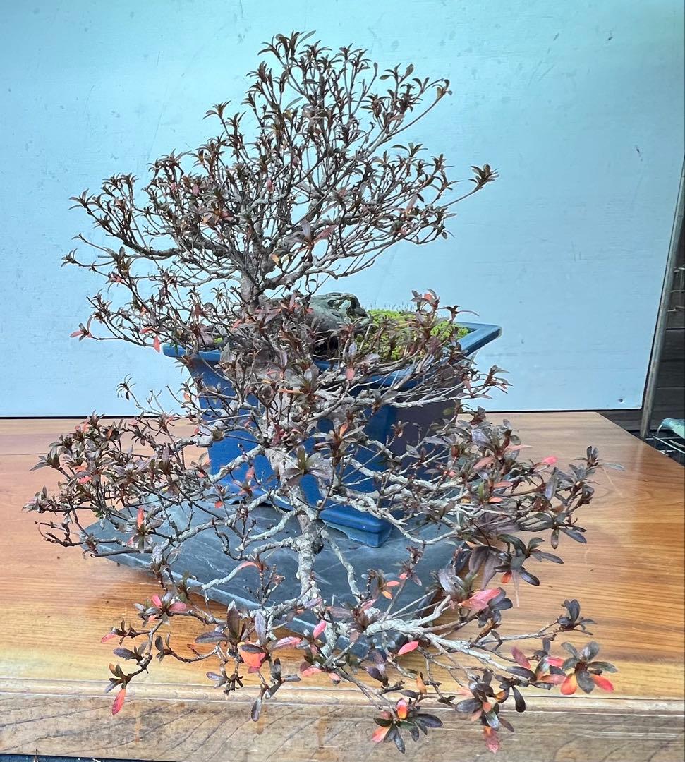 さつき　皐月盆栽　金采　半懸崖　サバ幹　横幅約50センチ