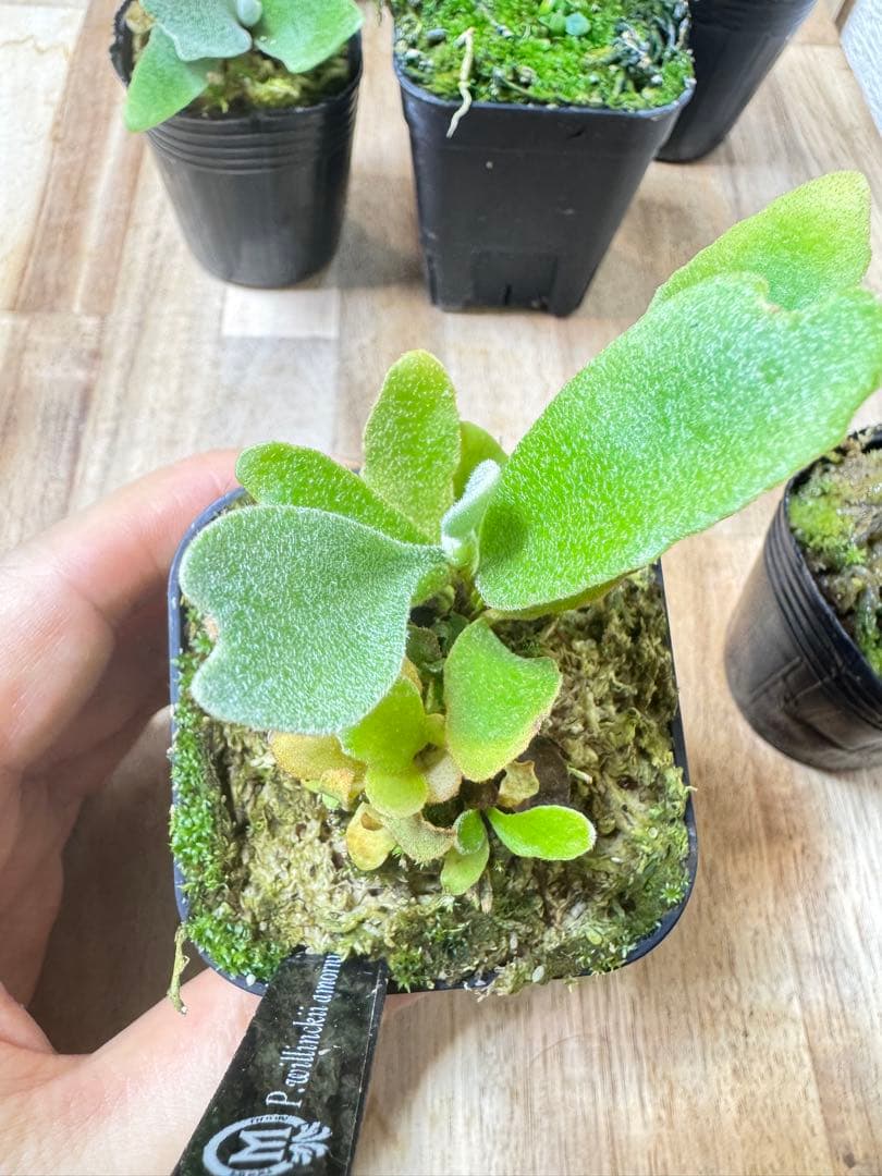 willinckii Fly dwarf 確定① オマケ付き