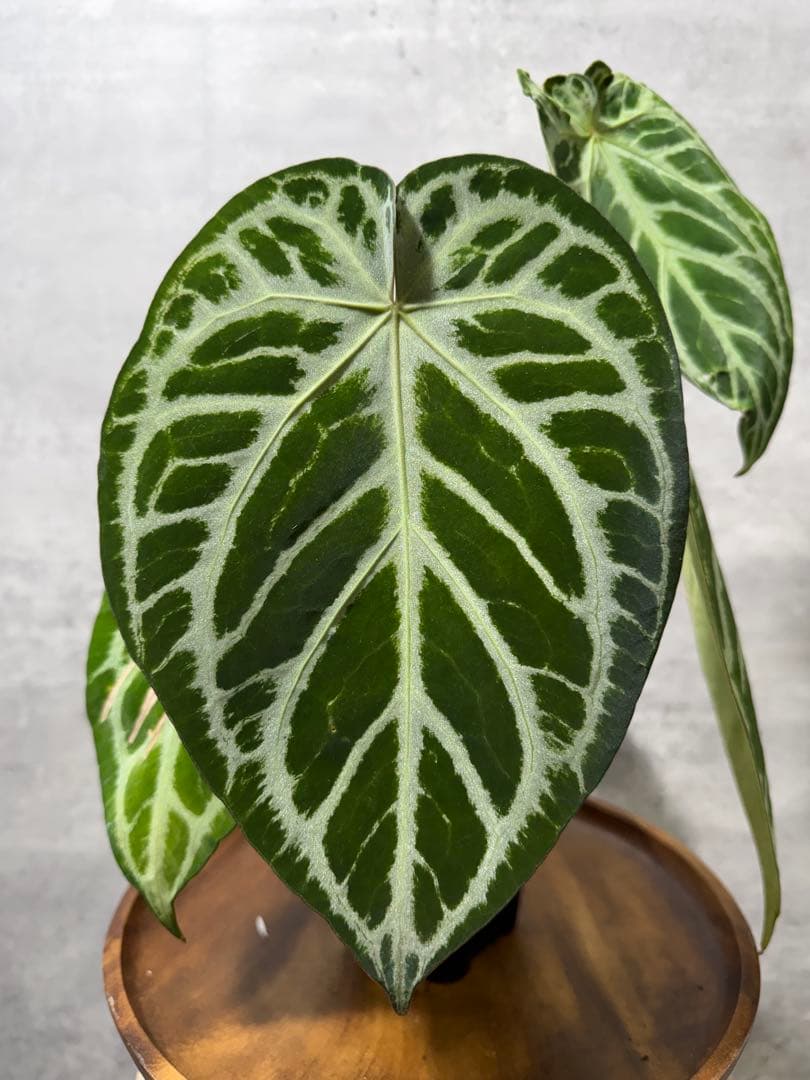 アンスリウム レッドクリスタリナム　ハイブリッド