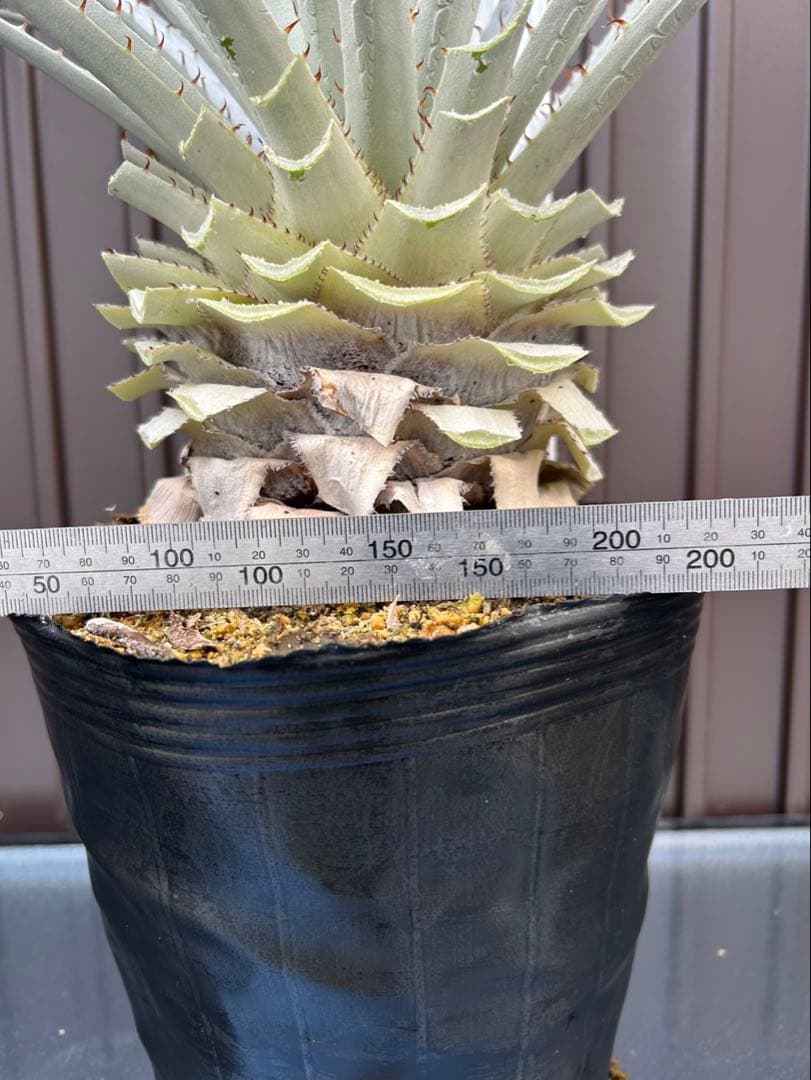 プヤ セルーレア J 特白個体 大株