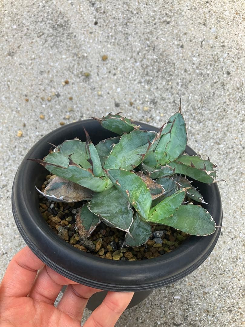 ブラック＆ブルー暗覆輪とスナグルトゥース の胴切り株 子株複数