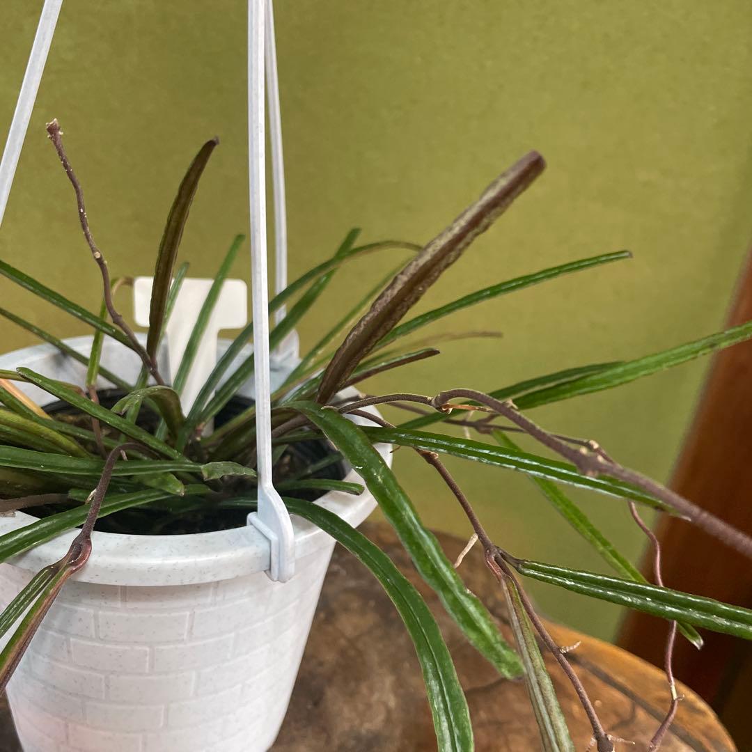 HOYAインスラリス　② 3.5号吊り