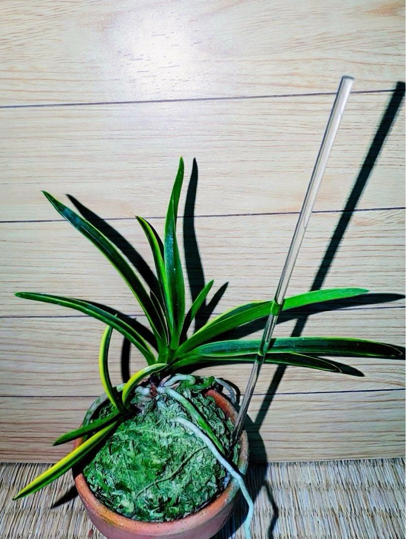 富貴蘭「天音（あまね）」（雄一無二の高知県野市町産赤花の縞覆輪）