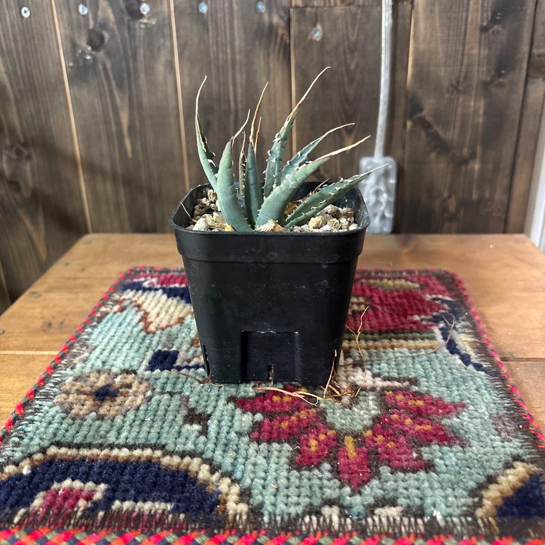 アガベ　ユタンシス　エボリスピナ　実生