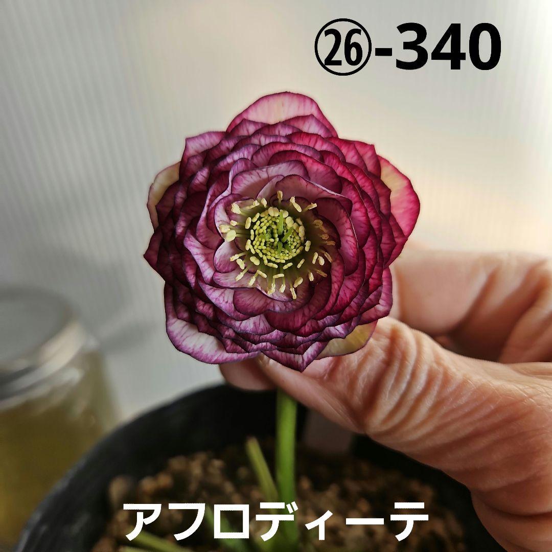 ㉖-340クリスマスローズ