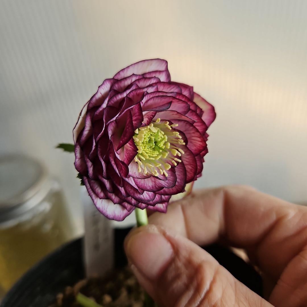 ㉖-340クリスマスローズ