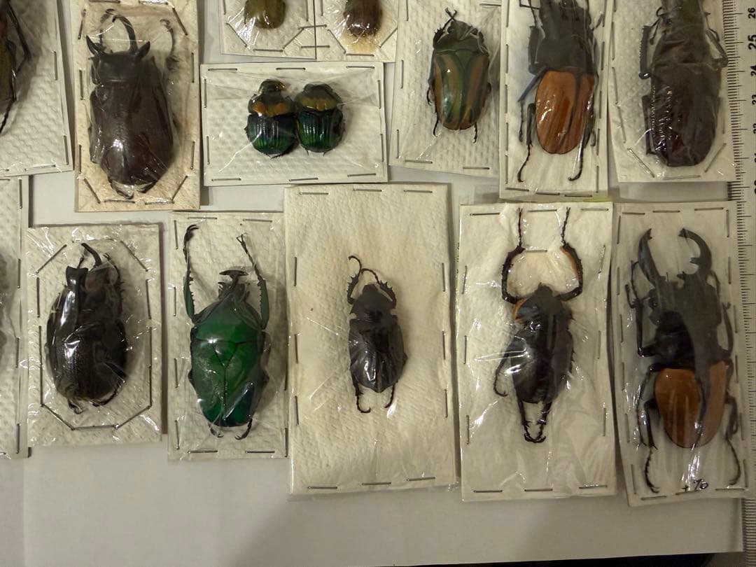 標本　カブトムシ　サソリ　オーべチュール　　コガシラクワガタ　糞虫など