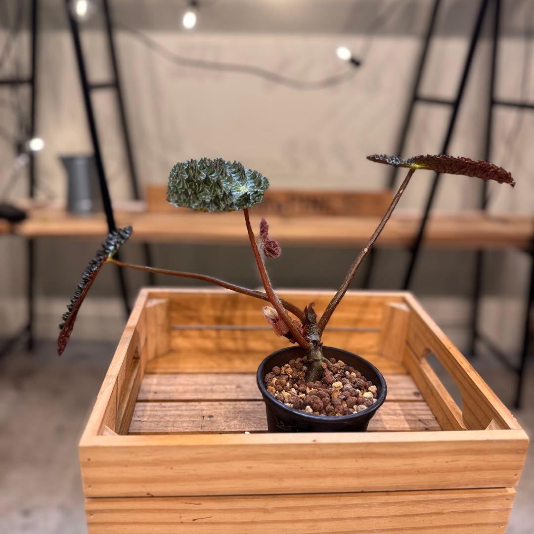 m*o様 54 ベゴニア　フェロックス　トゲトゲ