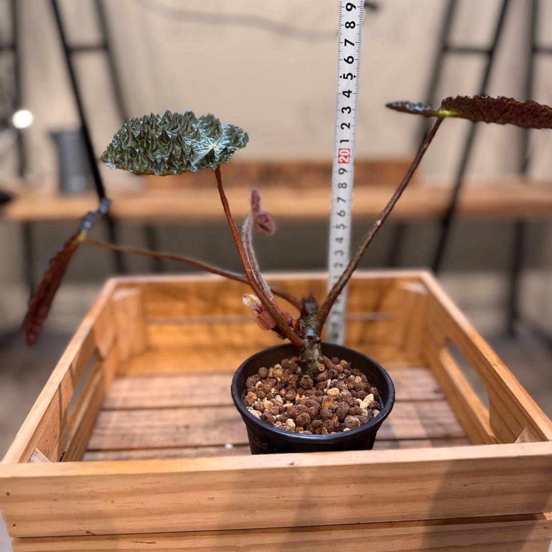 m*o様 54 ベゴニア　フェロックス　トゲトゲ