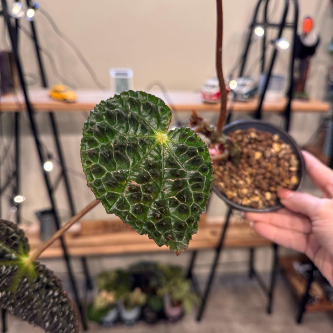 m*o様 54 ベゴニア　フェロックス　トゲトゲ