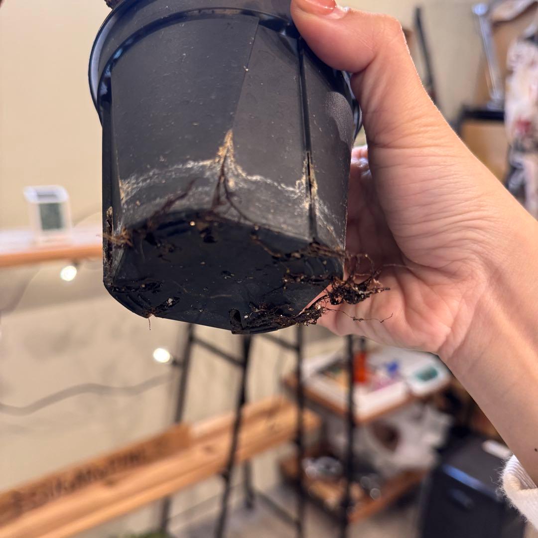 m*o様 54 ベゴニア　フェロックス　トゲトゲ