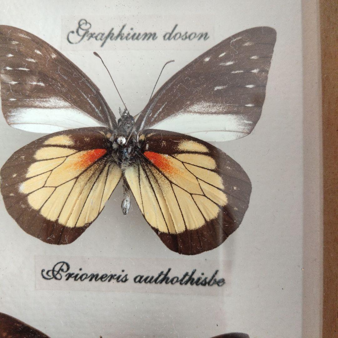 美しい蝶の標本セット 9匹