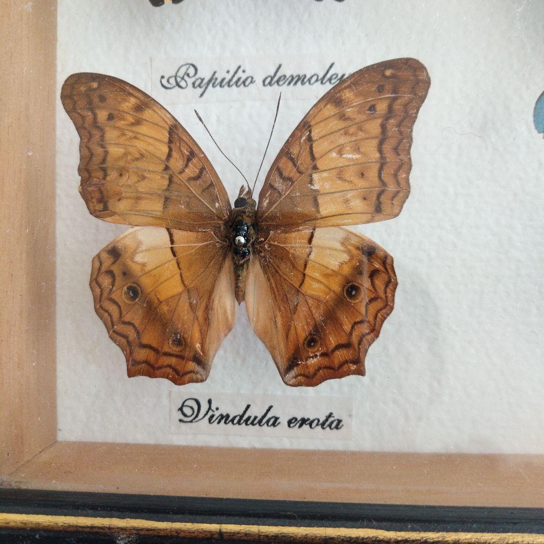 美しい蝶の標本セット 9匹