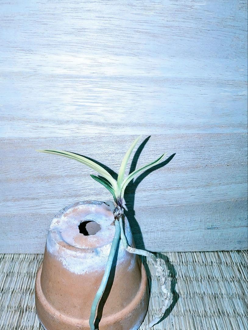 【迎春特別価格品】富貴蘭　Super白牡丹（極上）