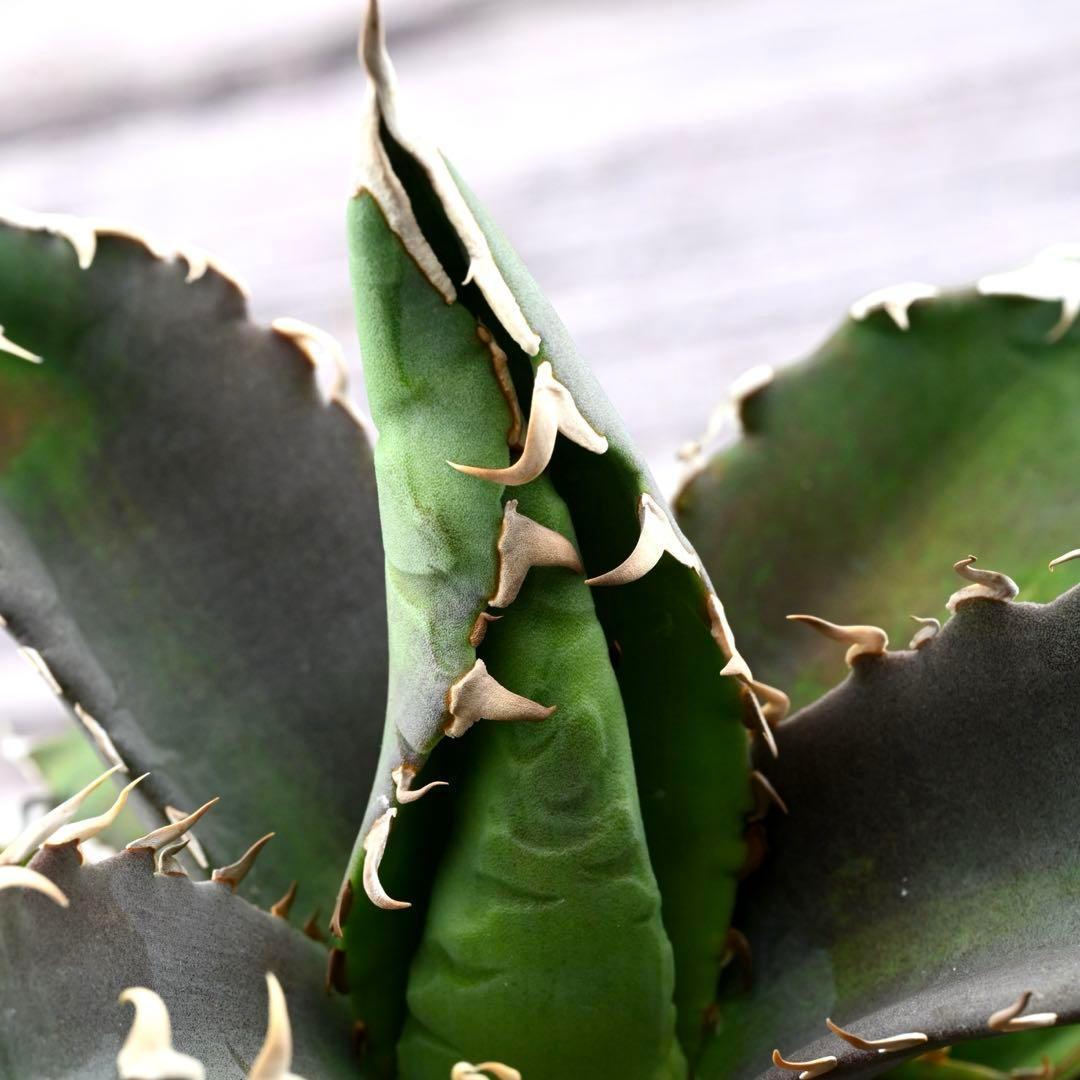 アガベ チタノタ 狂棘夕映 多肉植物 大株 管理番号 934