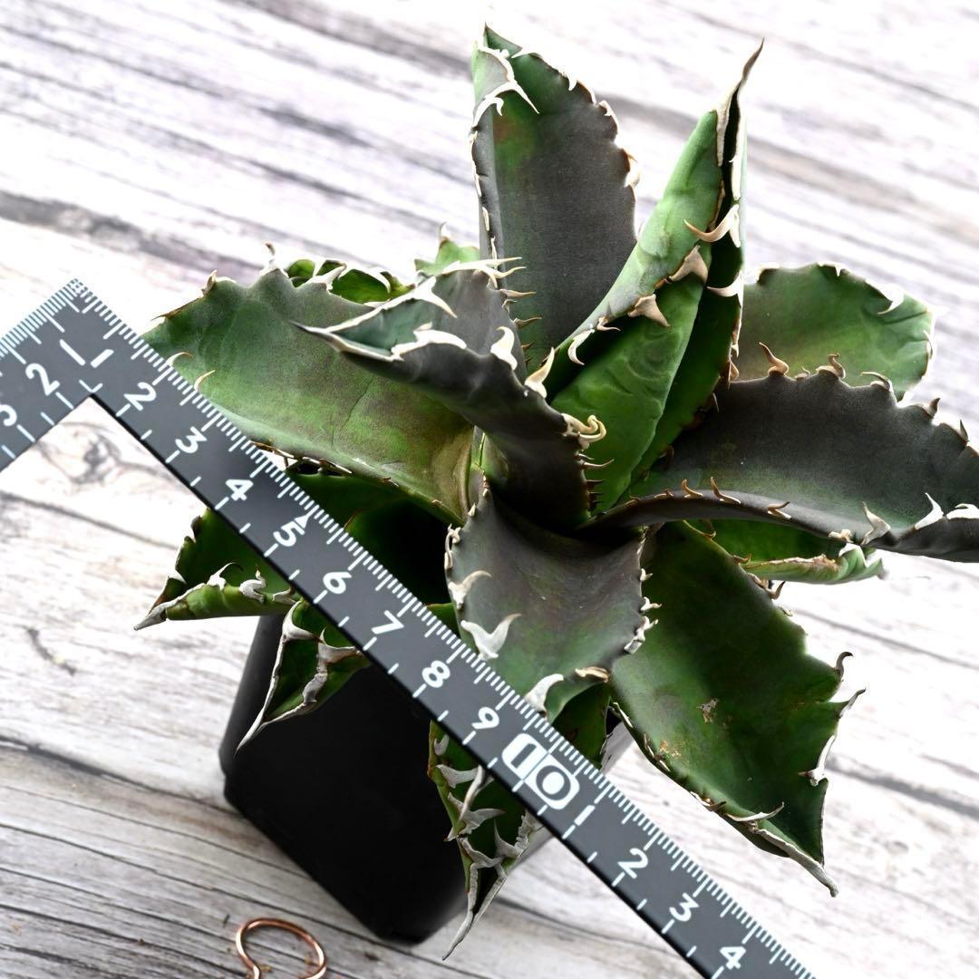 アガベ チタノタ 狂棘夕映 多肉植物 大株 管理番号 934