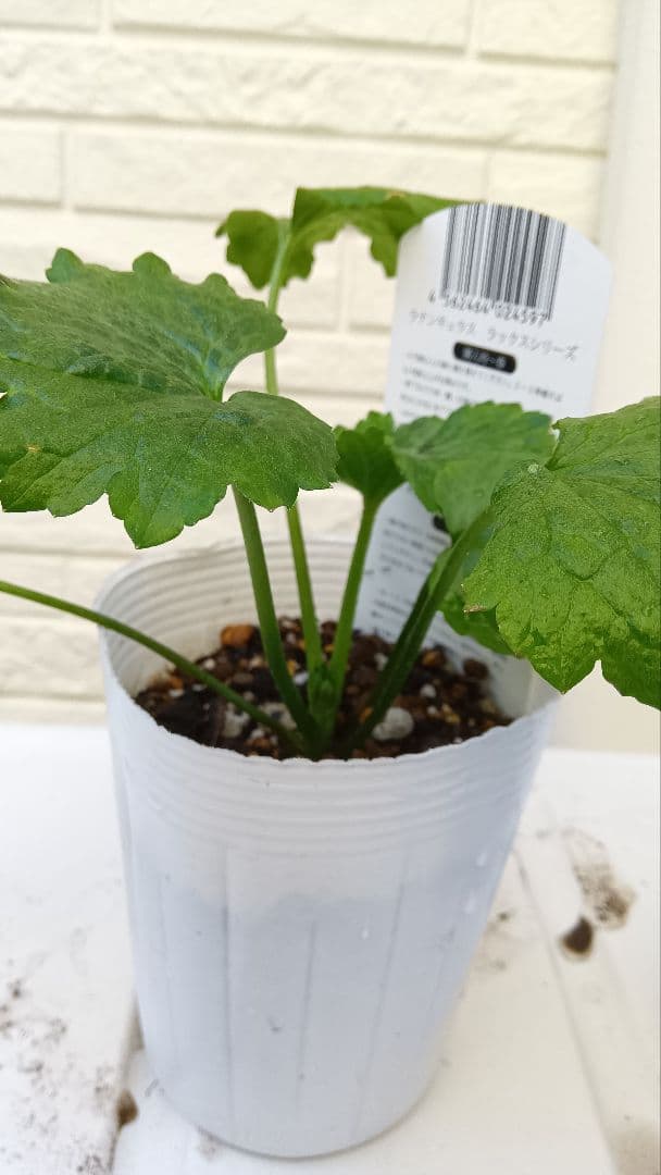 専用　ラナンキュラスラックス　芽出し苗セット