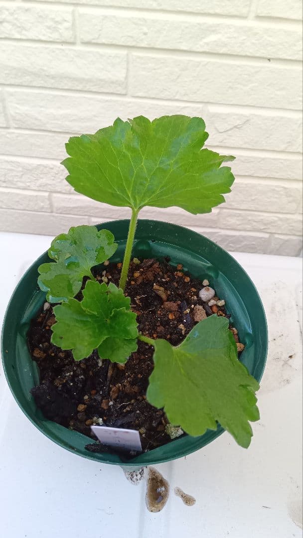 専用　ラナンキュラスラックス　芽出し苗セット