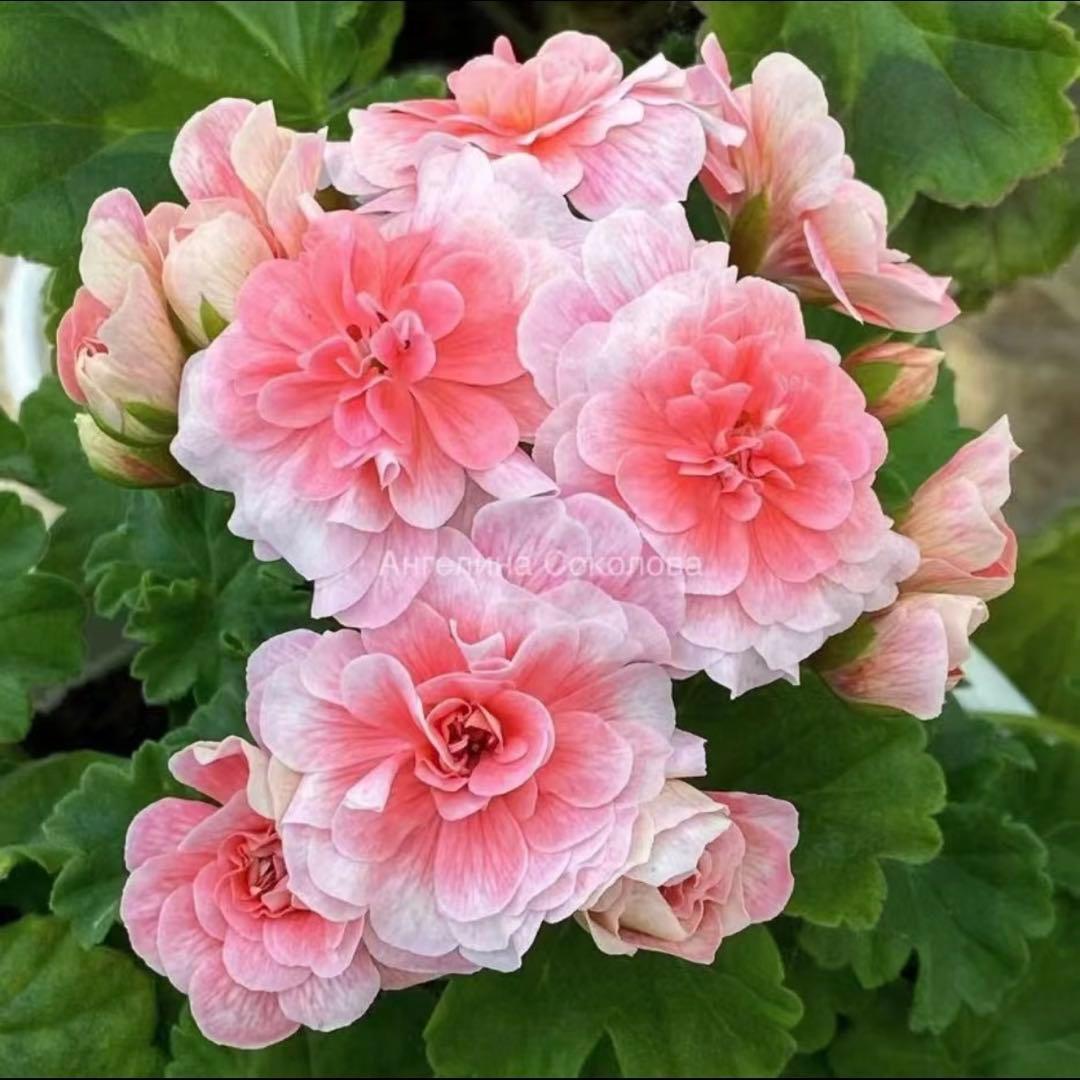 希少品種ゼラニウム　激レア品種ゼラニウム　KR01 チョー珍しいゼラニウム