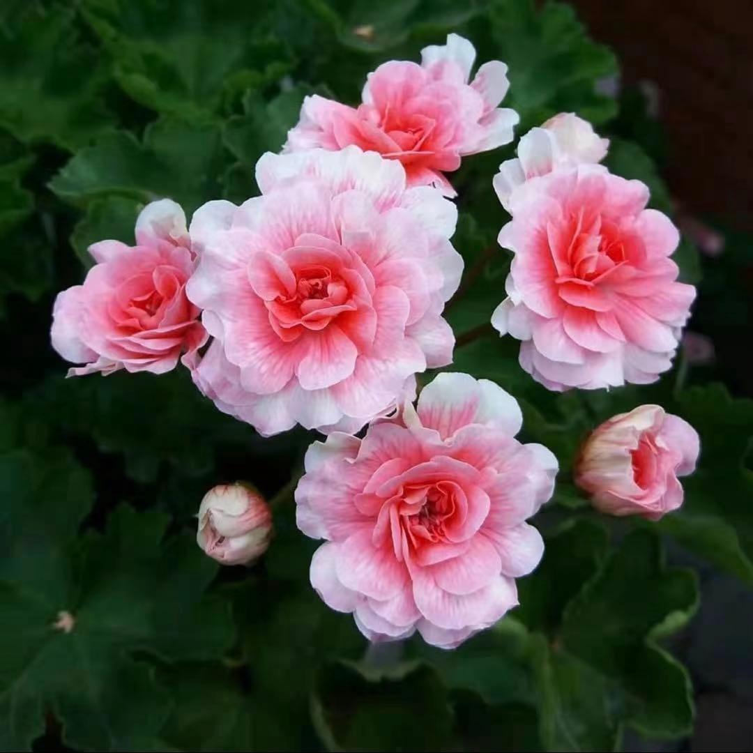 希少品種ゼラニウム　激レア品種ゼラニウム　KR01 チョー珍しいゼラニウム