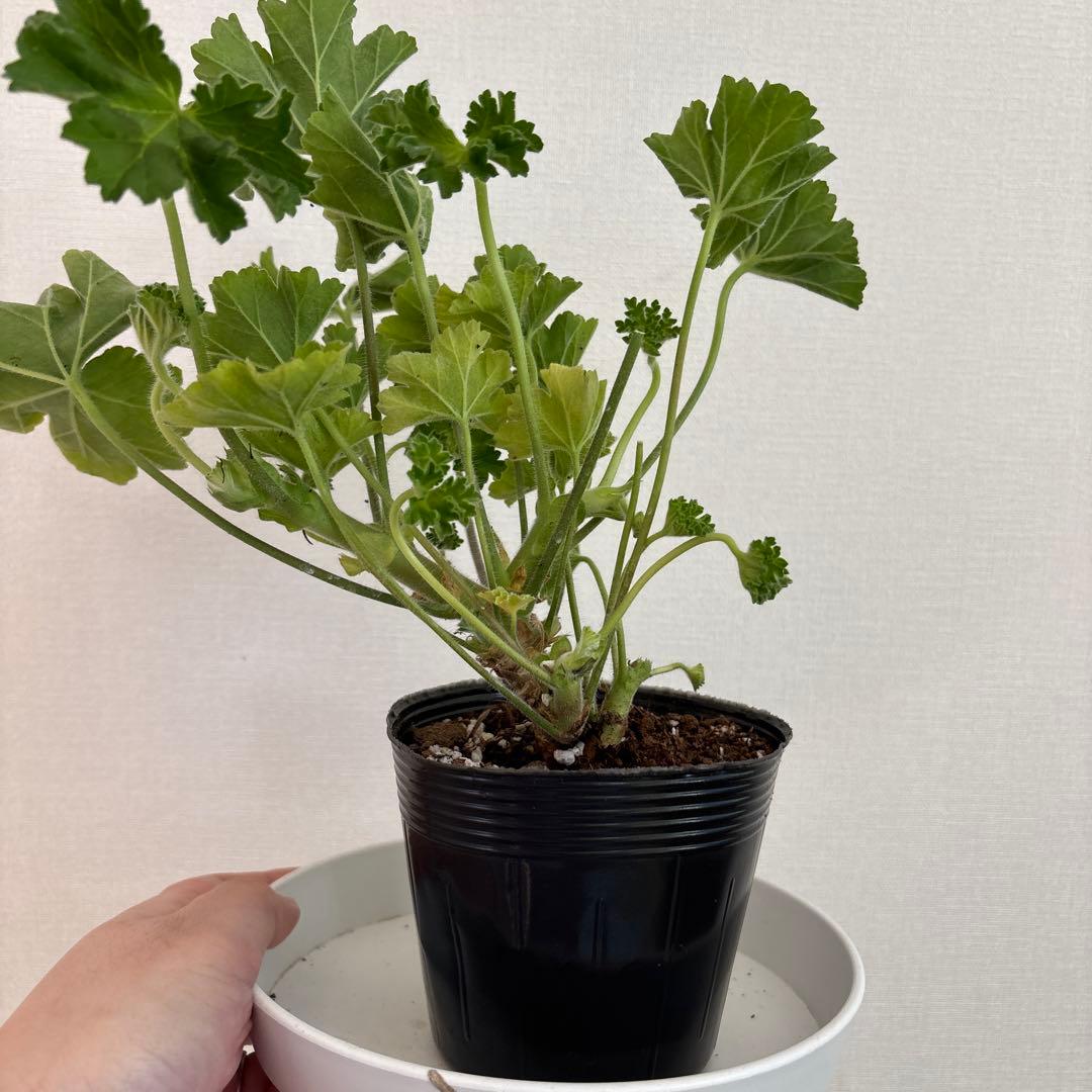 希少品種ゼラニウム　激レア品種ゼラニウム　KR01 チョー珍しいゼラニウム